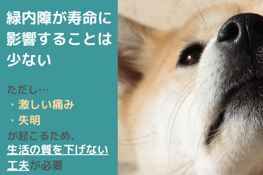 緑内障になった犬の寿命は？
