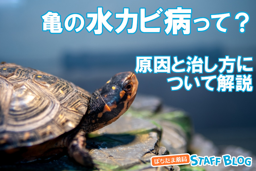 亀の水カビ病って？甲羅に白いフワフワ…原因と治し方を解説