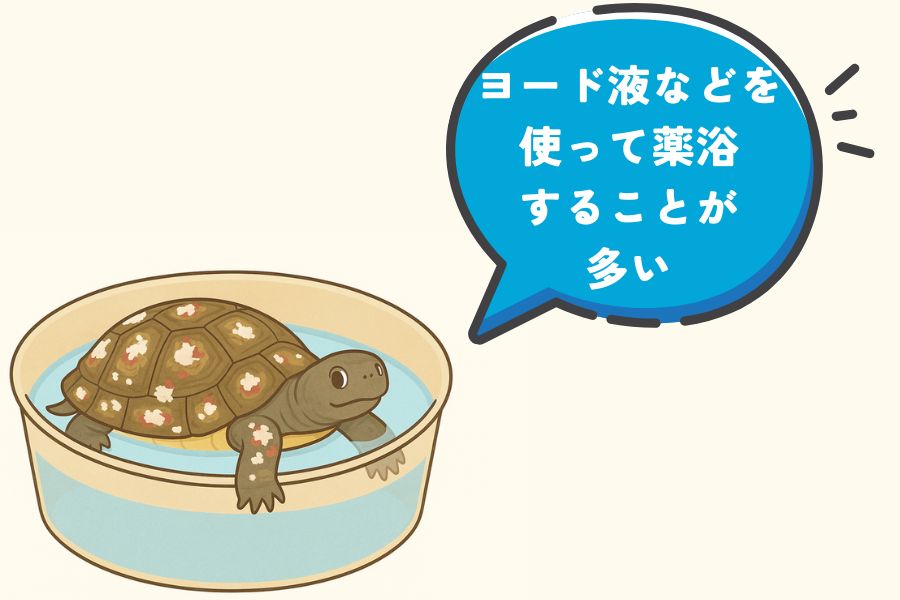 水カビ病の治し方