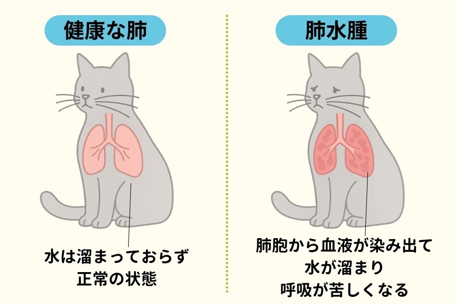 猫の肺水腫の主な症状