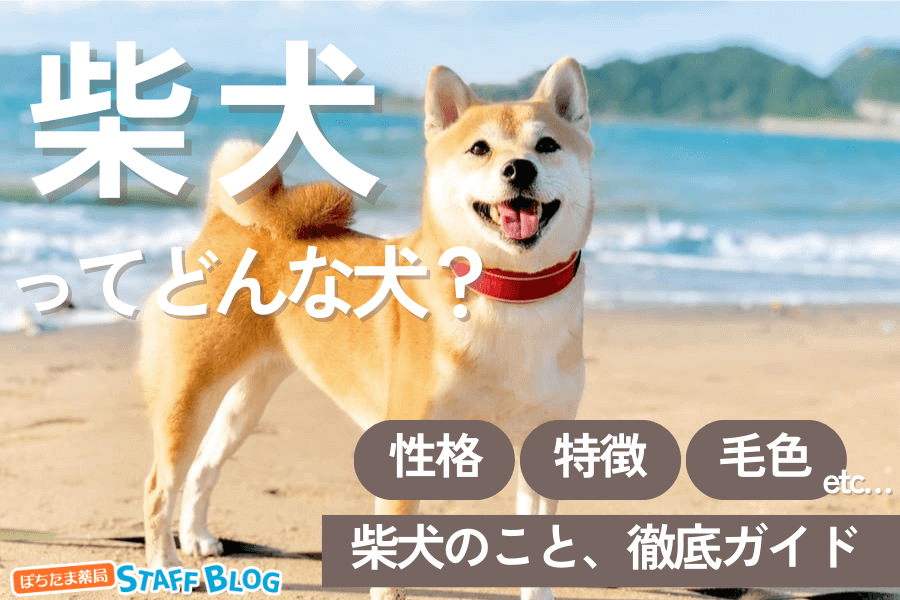 柴犬ってどんな犬種？性格・種類・寿命から費用まで徹底ガイド～人気柴も大集合～
