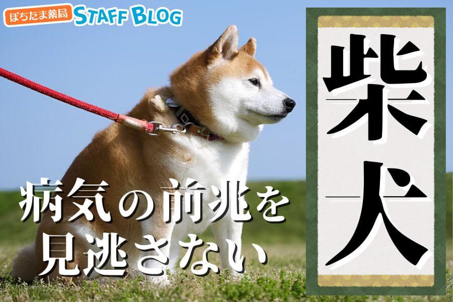 柴犬の病気｜症状から疑いをチェック【下痢・皮膚が赤い・吐く・かゆがるなど】