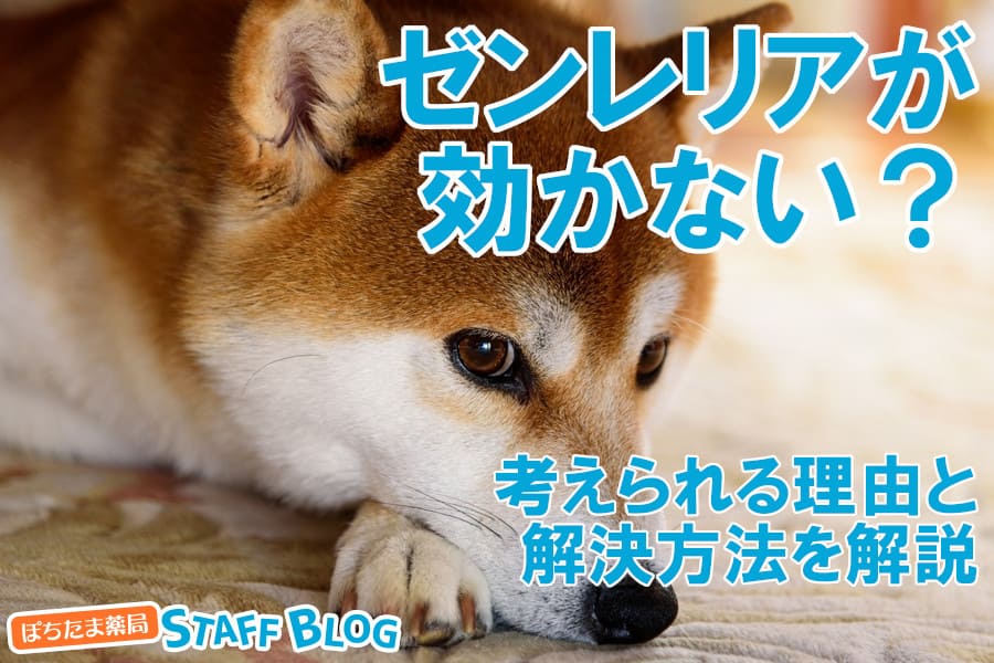 愛犬にゼンレリアが効かない？効果が出ない理由と解決方法