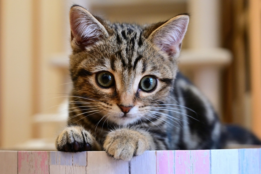猫の肥大型心筋症とは？