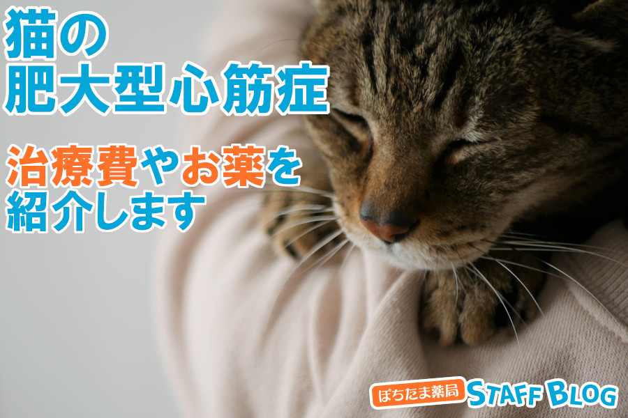 猫の肥大型心筋症の治療方法は？費用や使用するお薬を紹介