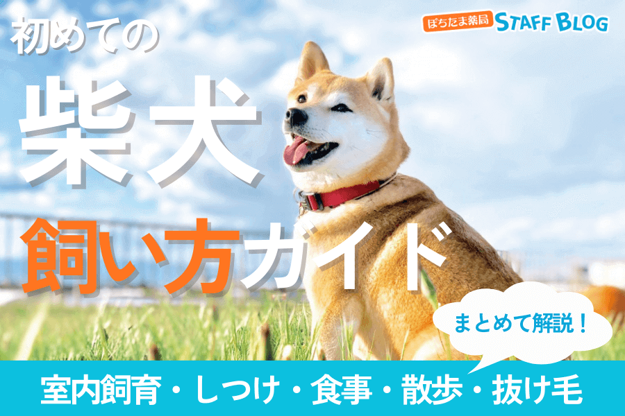 初めての柴犬の飼い方【完全ガイド】室内飼育のコツから散歩・しつけまで解説