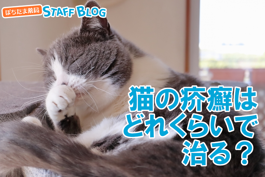 猫の疥癬はどのくらいで治る？死亡することもある？