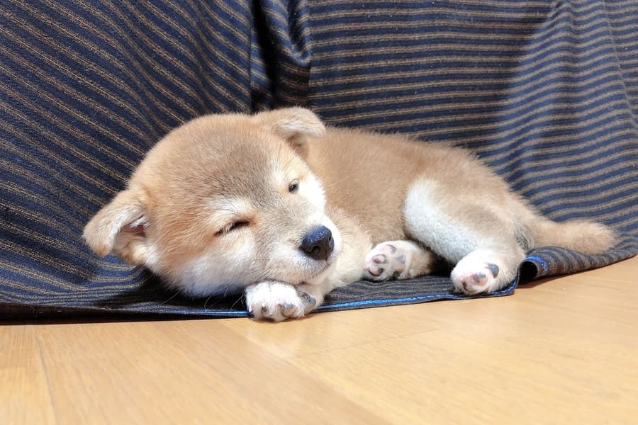 犬のニキビダニ症の原因