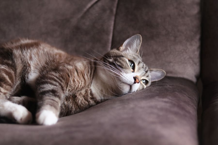 愛猫のためにできる自宅ケア