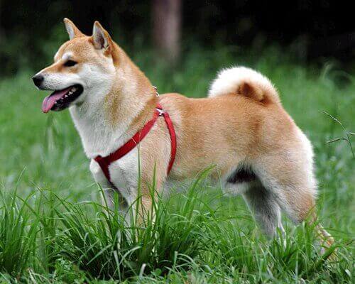 信州柴犬