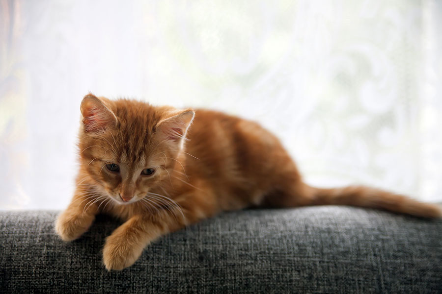 疥癬で猫が死亡することもある？