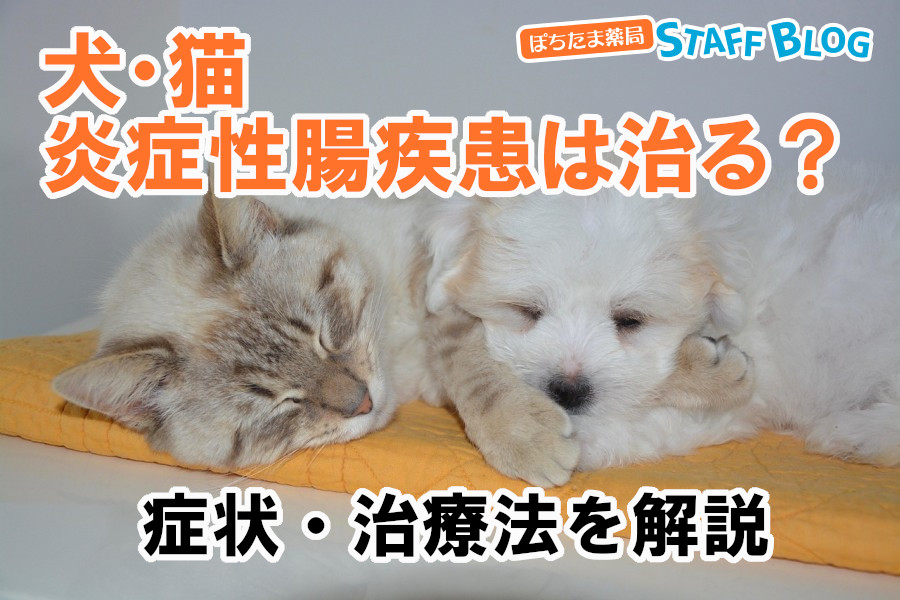 犬・猫の炎症性腸疾患（IBD）は治る？症状・治療法を解説