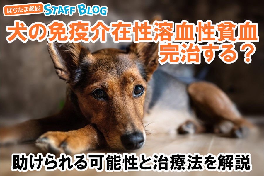 犬の免疫介在性溶血性貧血は完治する？助けられる可能性と治療法を解説