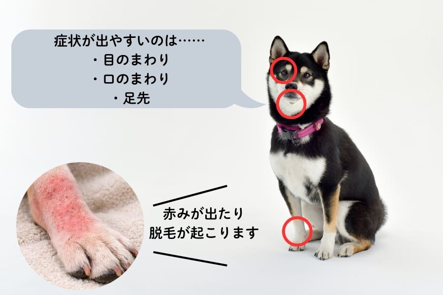 犬のニキビダニ症の症状
