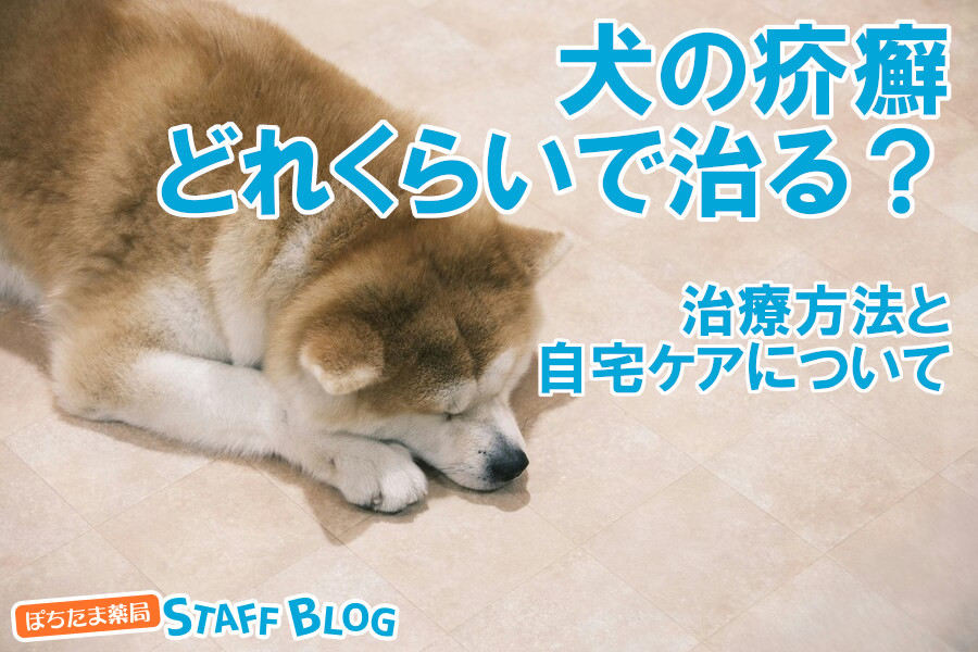犬の疥癬、どのくらいで治る？効果的な治療方法、自宅ケアについて