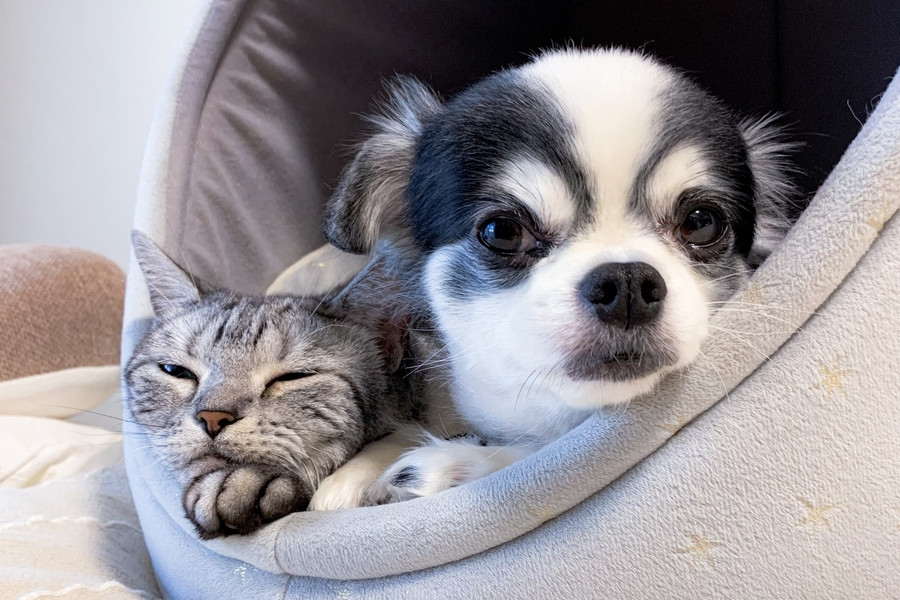大切なのは愛犬と愛猫への疥癬対策