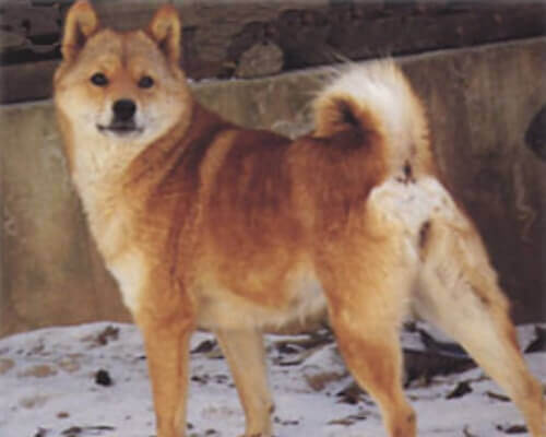 川上犬