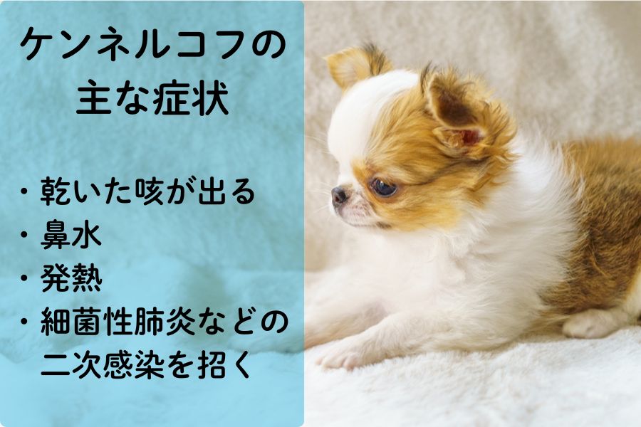 ケンネルコフが長引くとどんな危険がある?