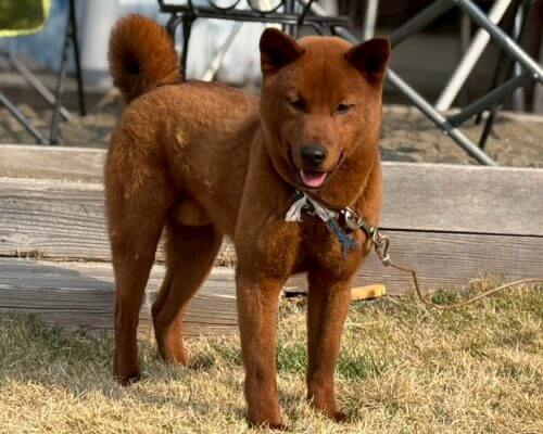 柴犬(茶色)☆ 柴犬の特徴・性格について｜大きさから毛色、種類、寿命までまとめて
