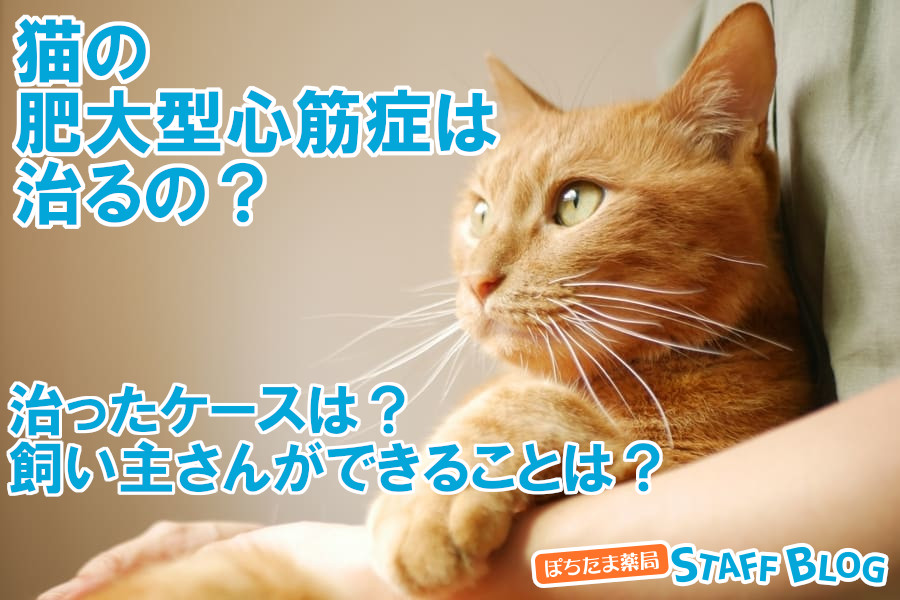 猫の肥大型心筋症が治ったケースはある？飼い主さんができること