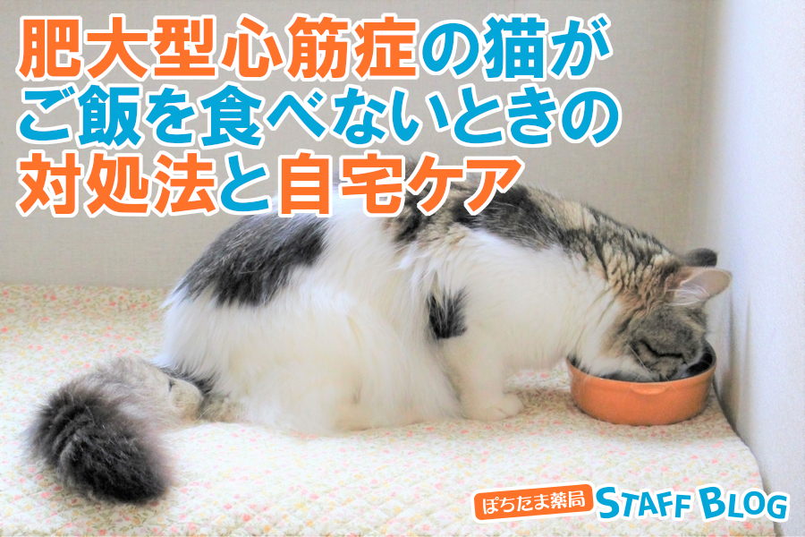 肥大型心筋症の猫がご飯を食べない！対処法や自宅ケア