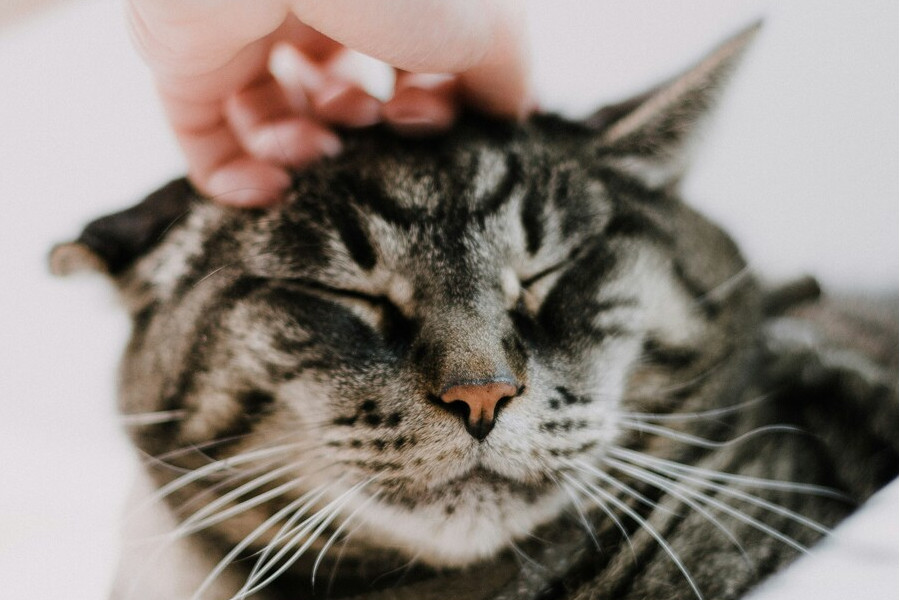 治療次第で長く愛猫と一緒にいられる