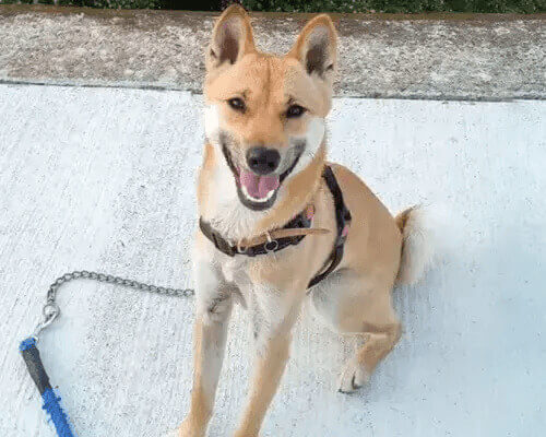 山陰柴犬
