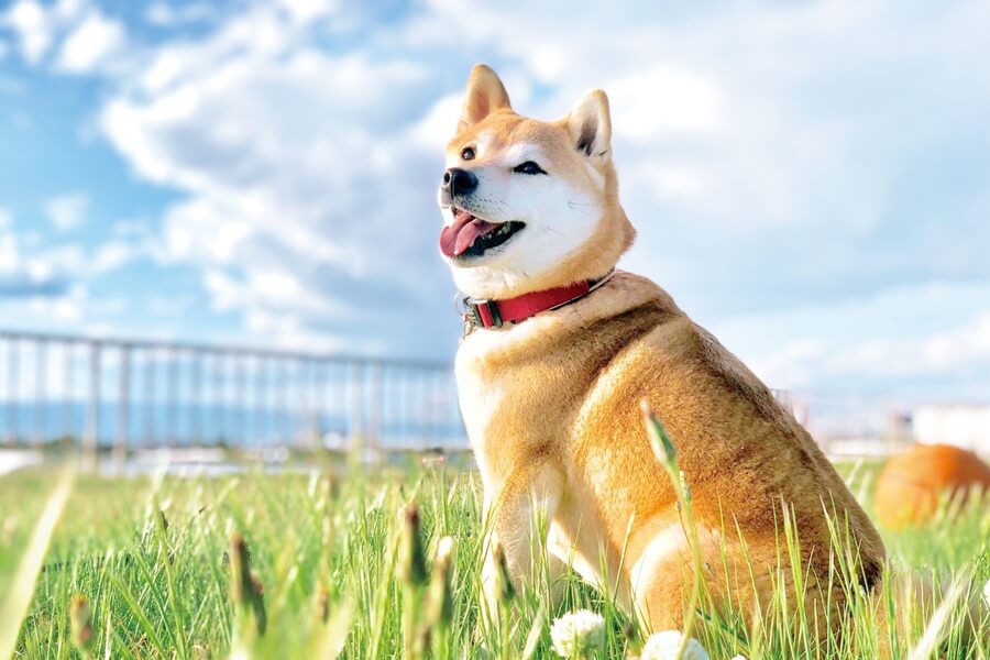 柴犬ってどんな犬種？