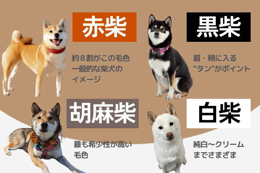 柴犬は赤・黒・胡麻・白の4種類