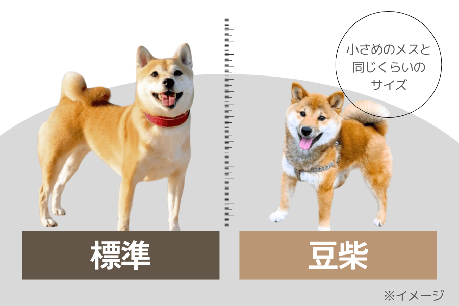 ちょっと小柄な豆柴・小豆柴のサイズ感