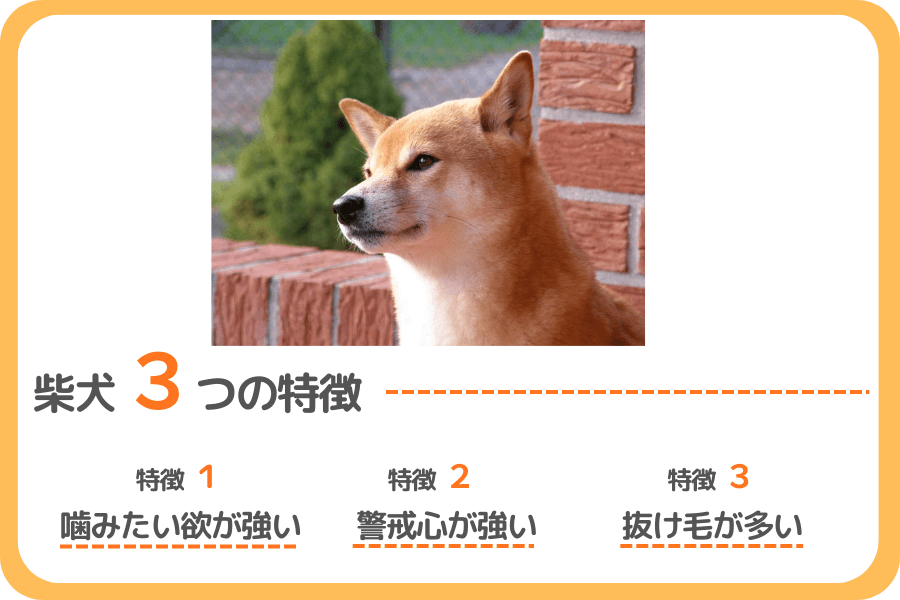 柴犬ならではの3つの特徴