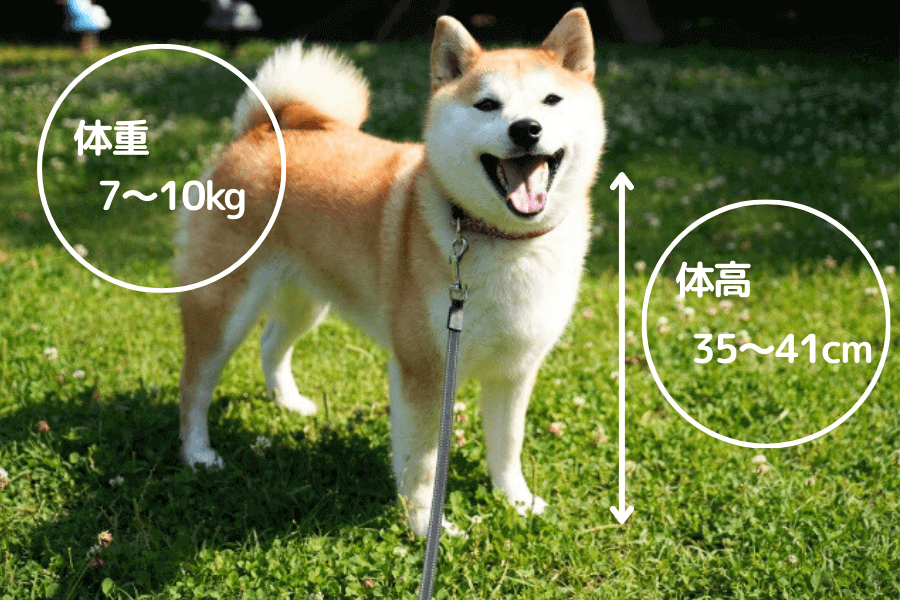 柴犬のサイズ・体重