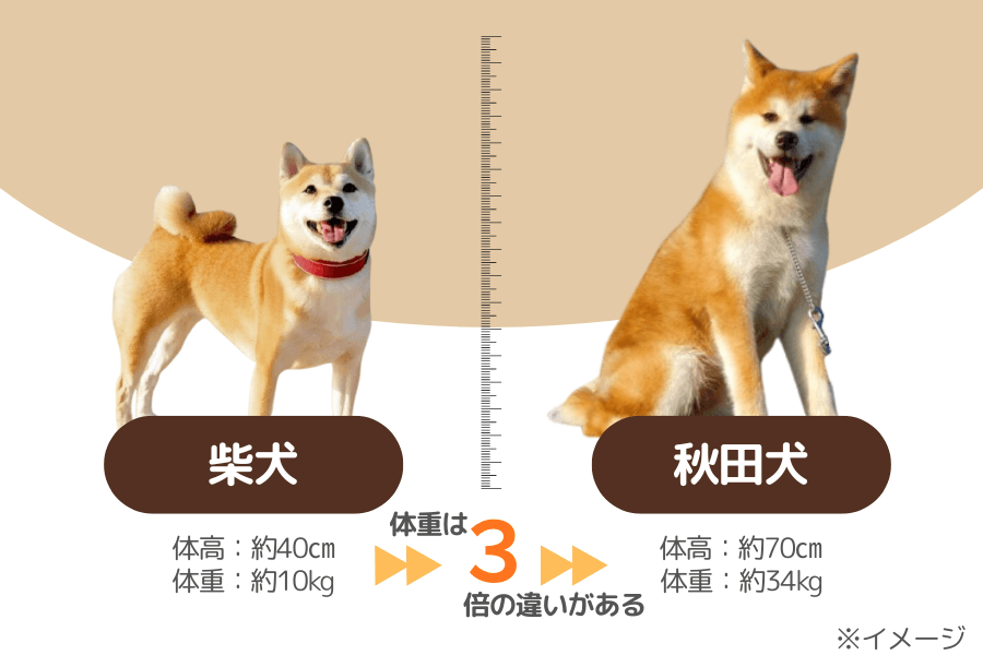 柴犬と秋田犬の違い