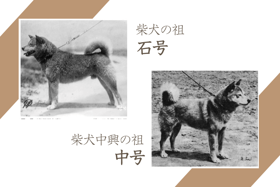 柴犬の先祖