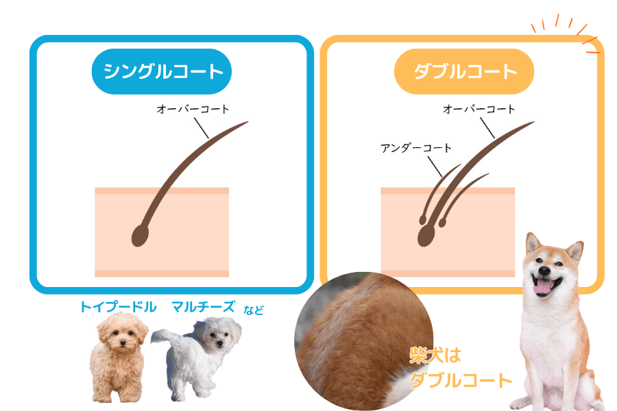 柴犬の被毛