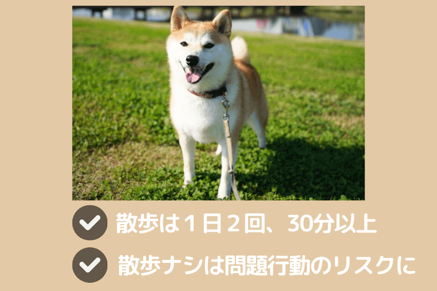 柴犬の散歩のやり方
