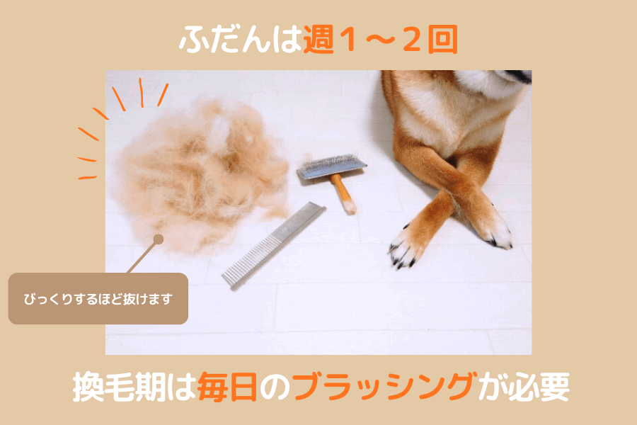 柴犬のブラッシング