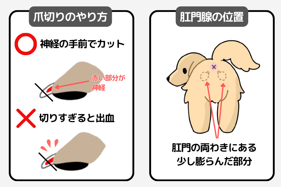 柴犬の爪切り・肛門腺(こうもんせん)
