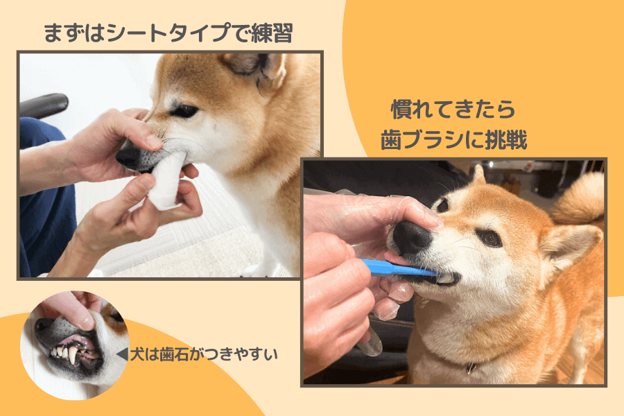 柴犬の歯磨き