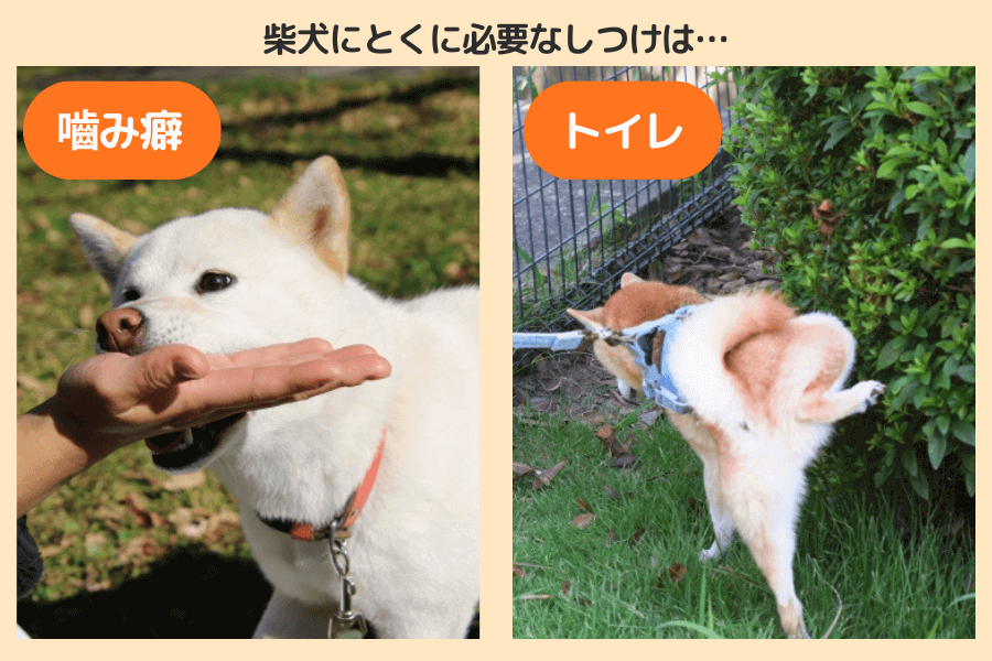 柴犬のしつけの方法・ポイント