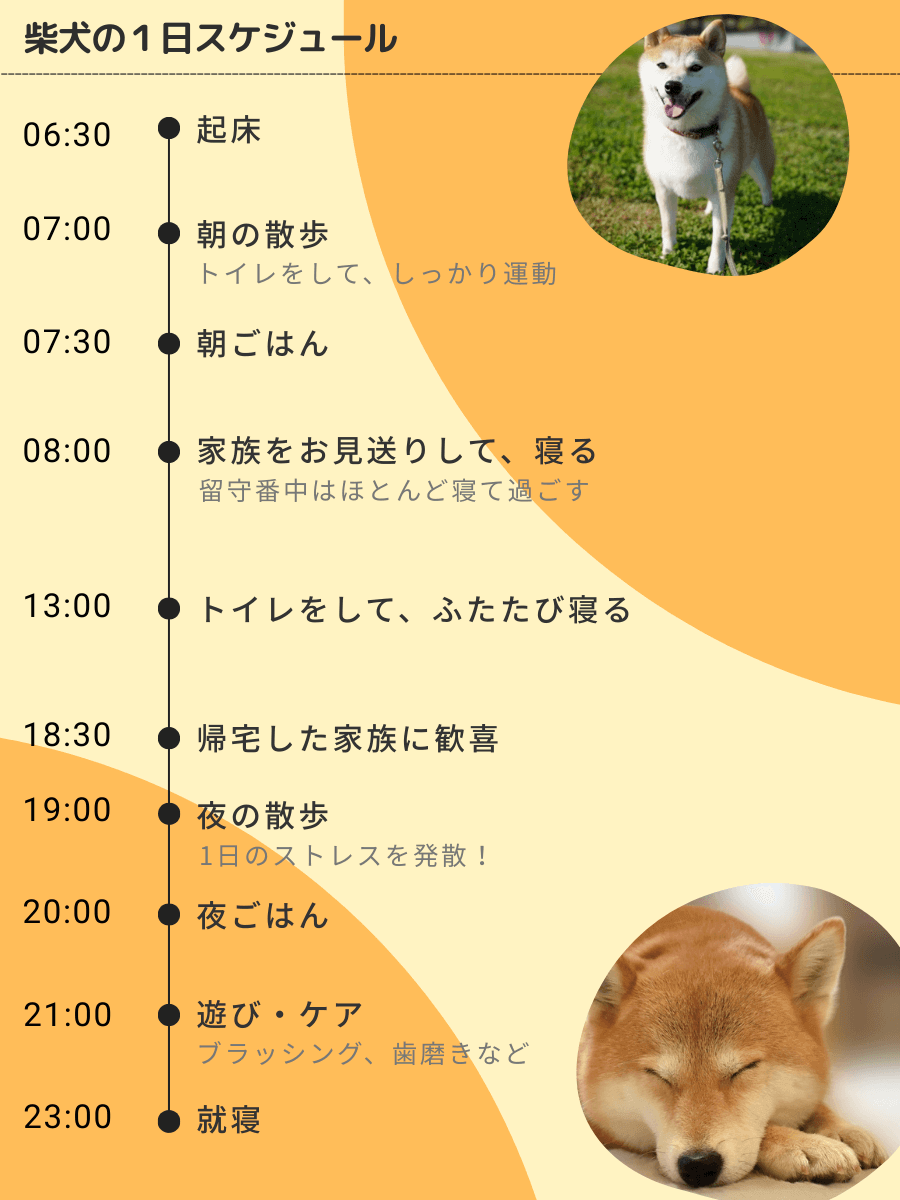 柴犬の1日の過ごし方|柴犬たちのルーティン