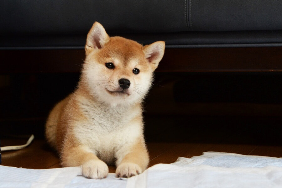 柴犬の子犬
