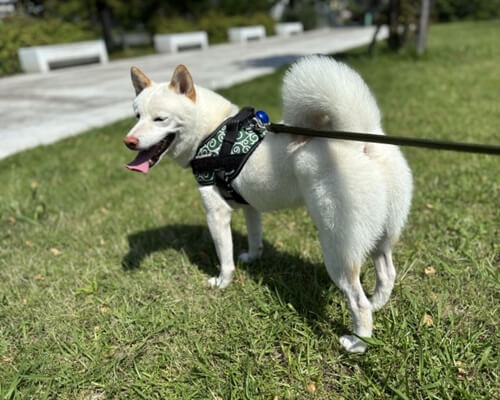 白柴