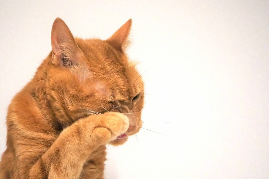 猫のニキビダニ症の原因