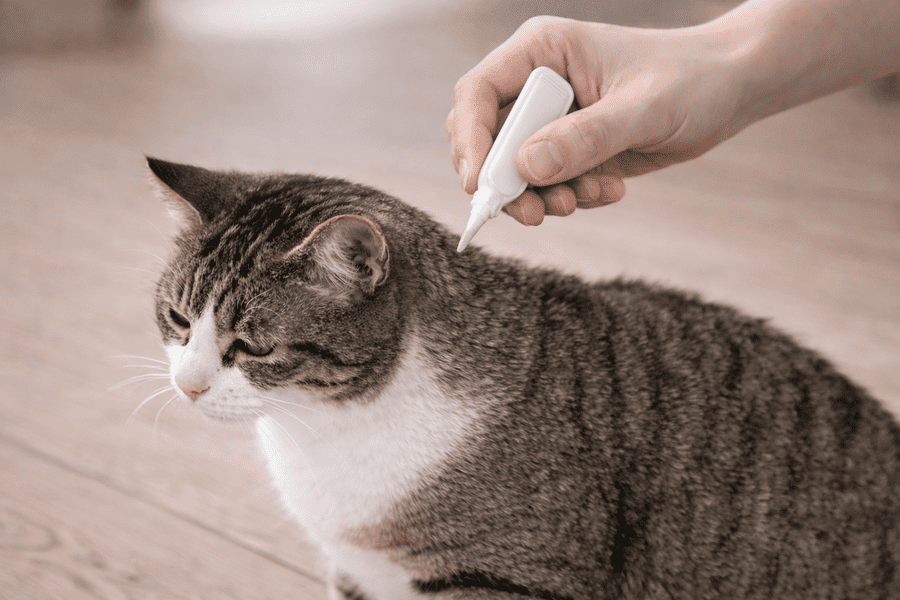 駆除薬の定期投与