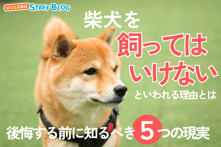 柴犬を飼ってはいけない理由とは？後悔しないために知るべき5つの現実