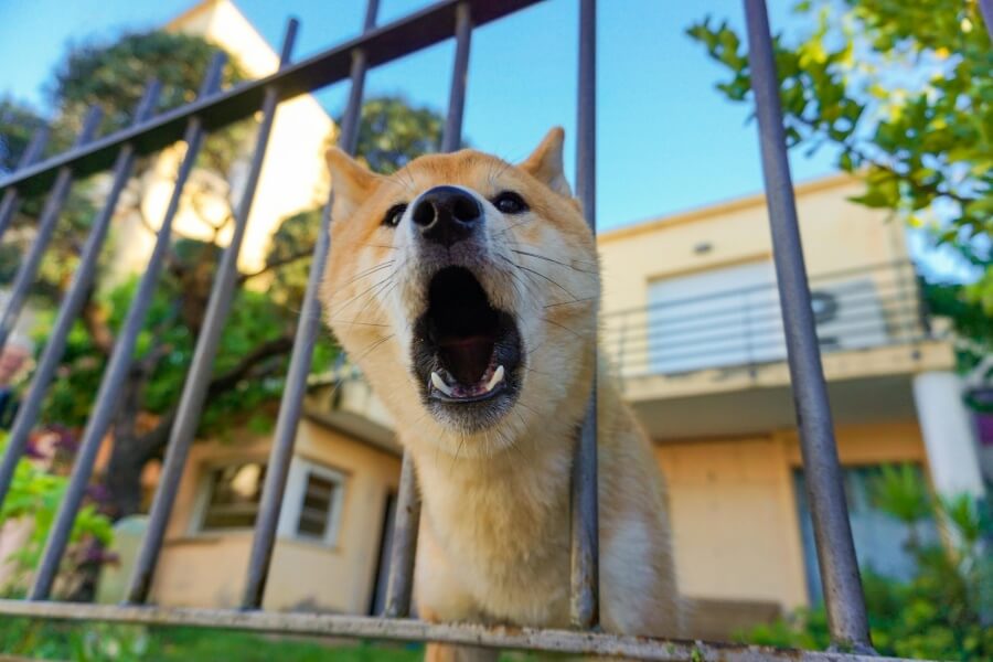 吠える柴犬