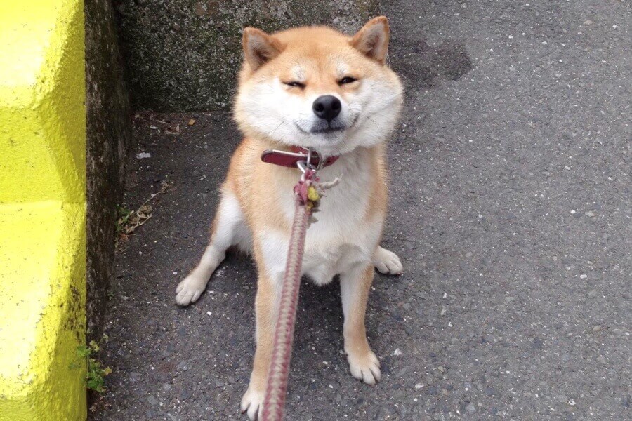 散歩を拒否する柴犬