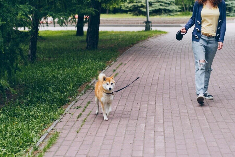 散歩する柴犬