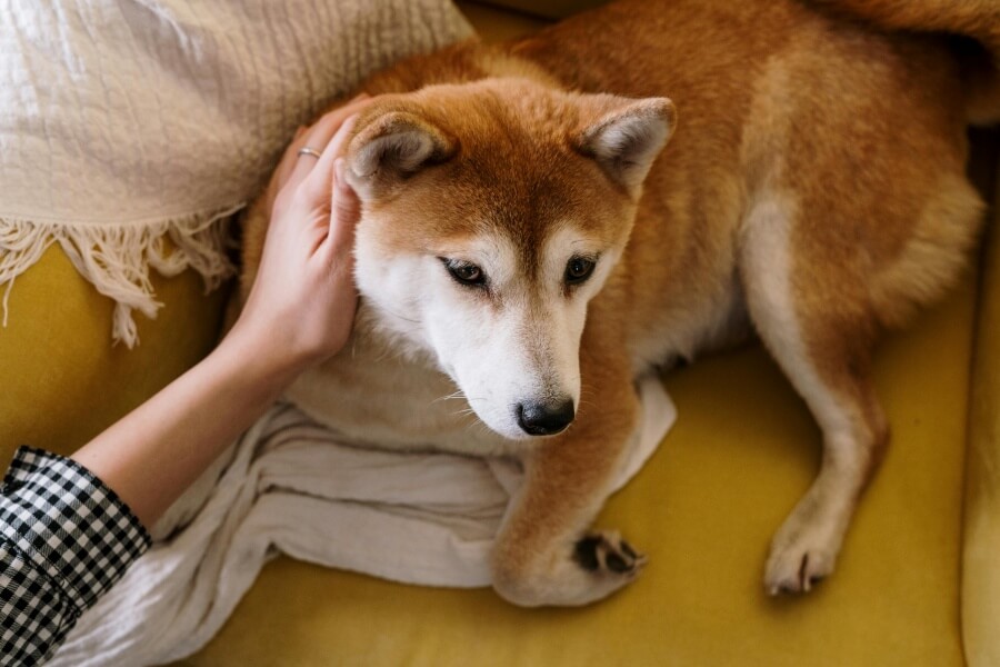 飼い主に撫でられる柴犬